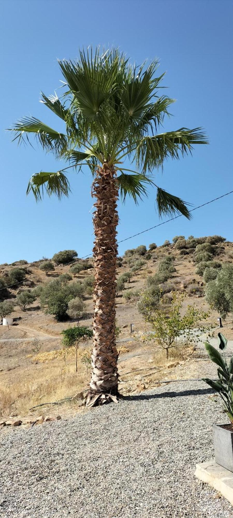 Casa Ceratonia Bed & Breakfast Alora Dış mekan fotoğraf