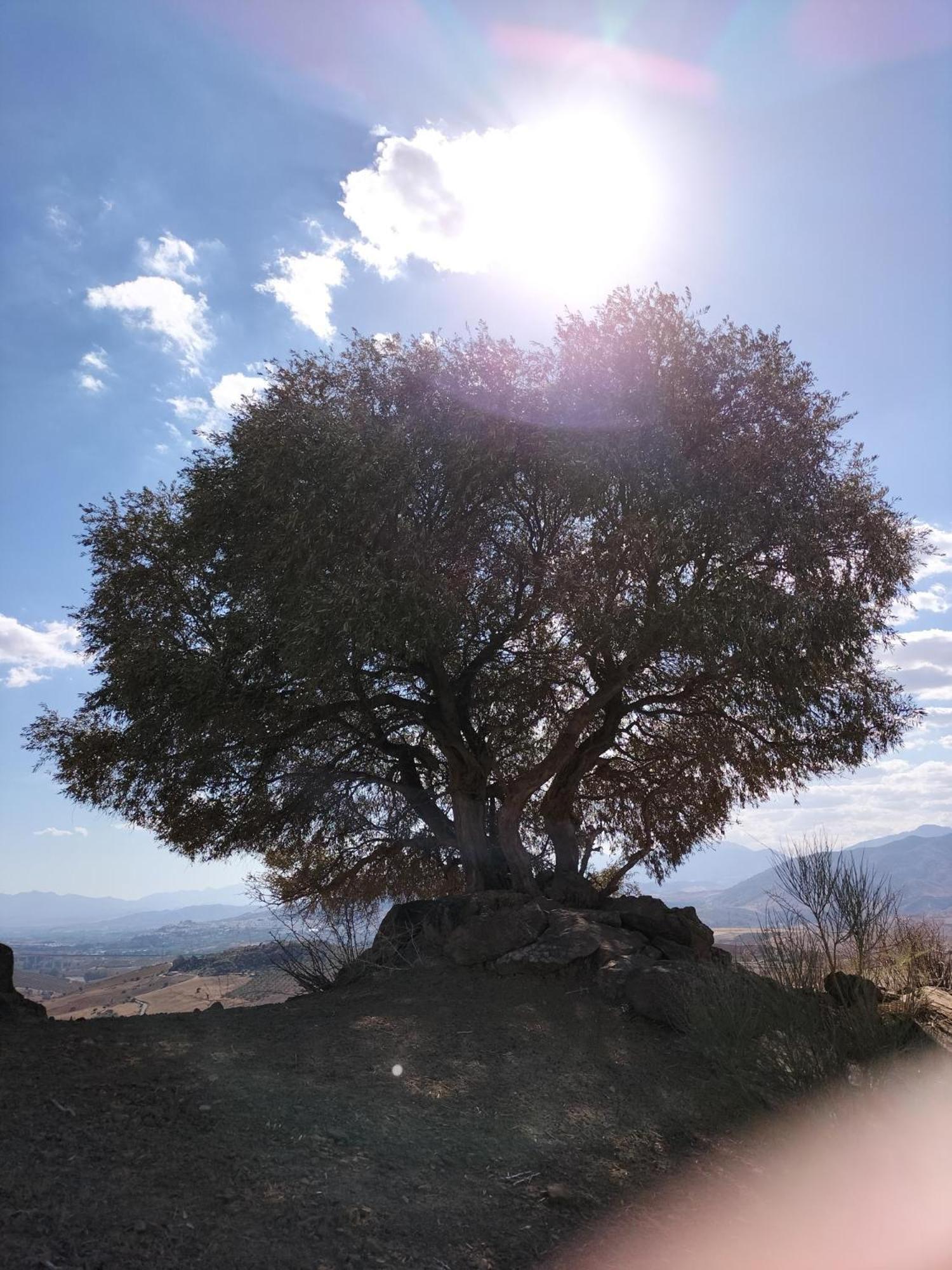 Casa Ceratonia Bed & Breakfast Alora Dış mekan fotoğraf